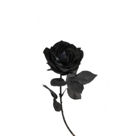 TIGE rose couleur noire