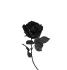 rose noire