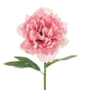 pivoine rose